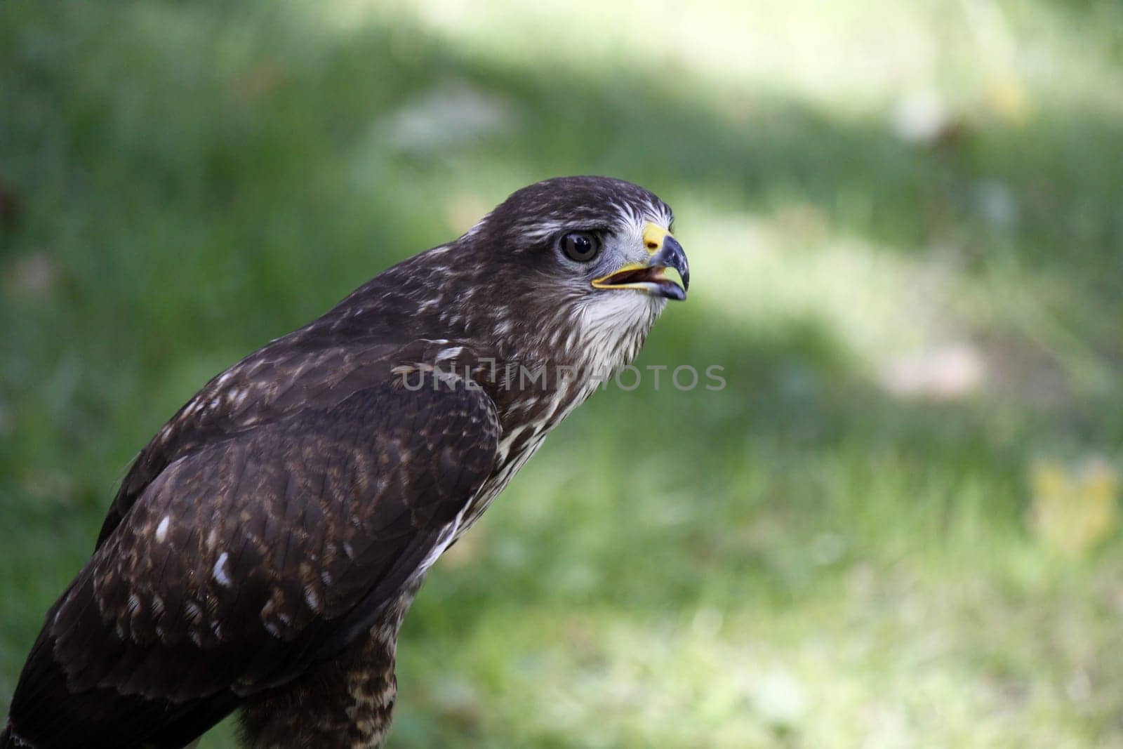 Common buzzard