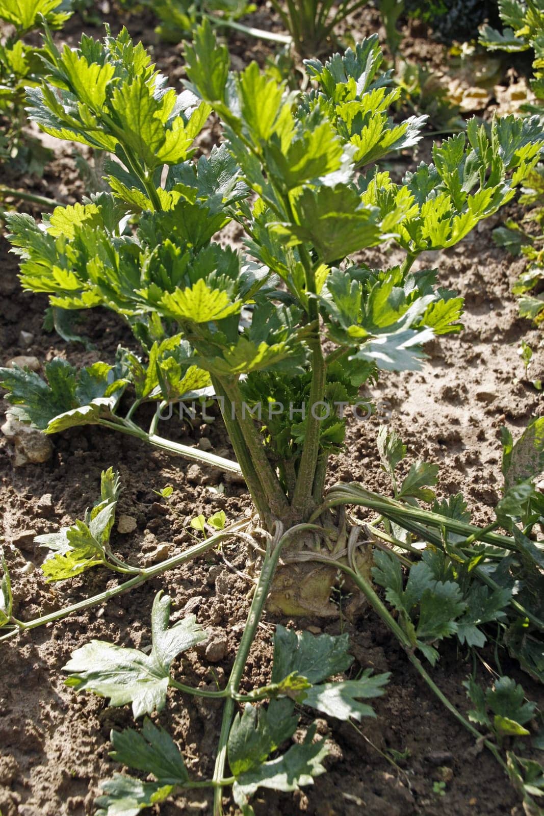 Celeriac