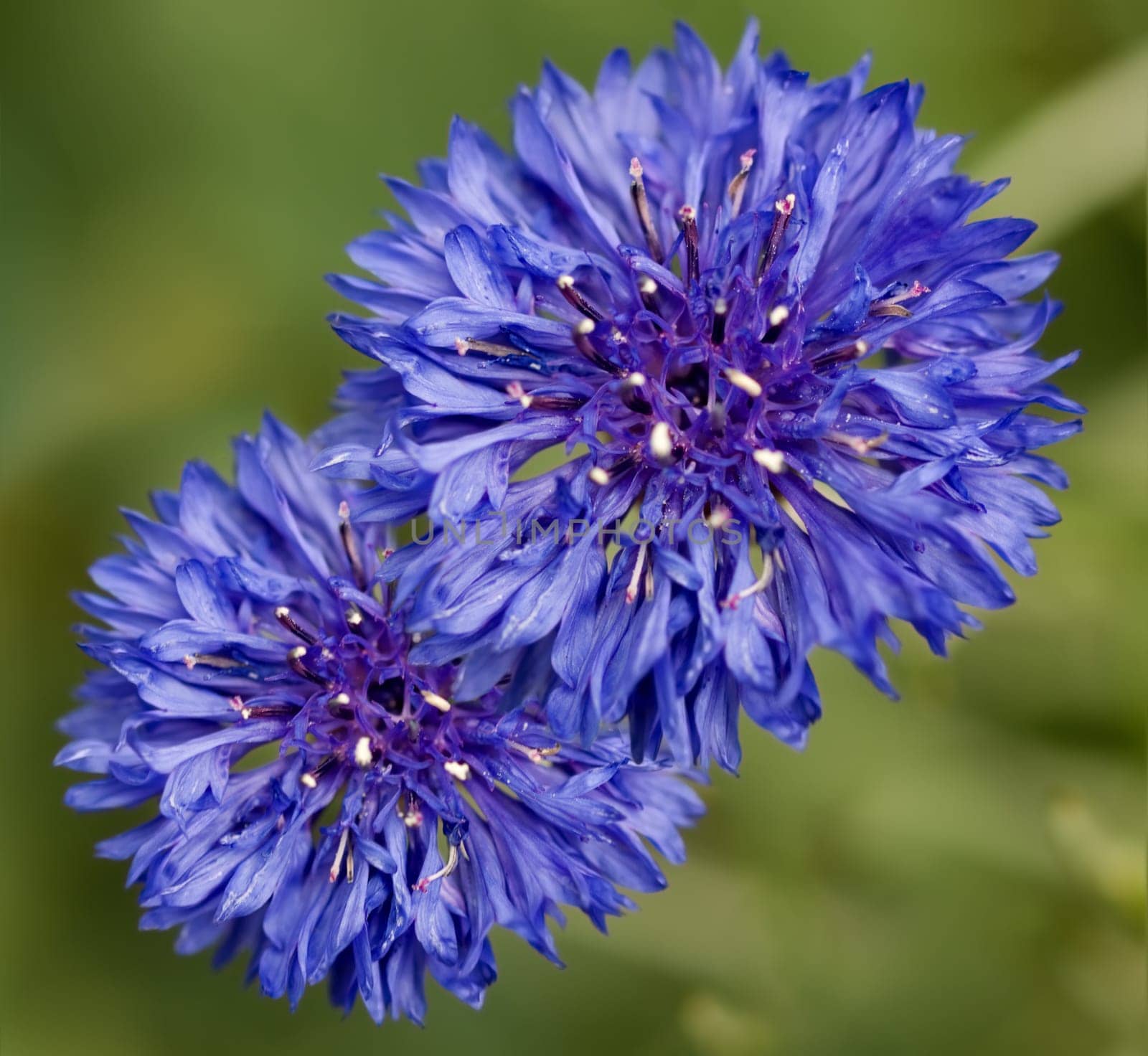 spring time two  beautiful blue cornflower flowers against green background