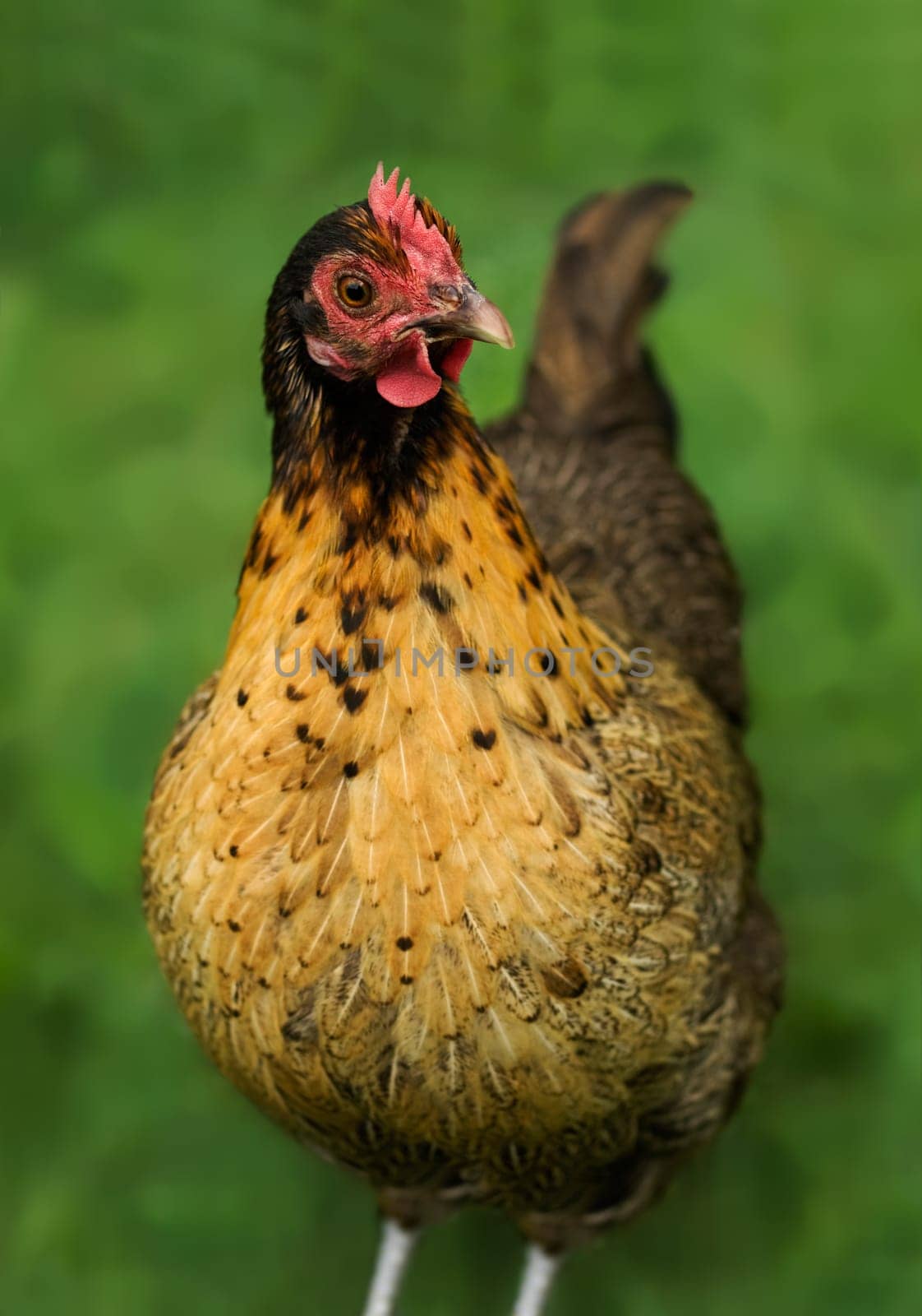 freerange backyard poultry - golden laced bantam hen - chook for organic living