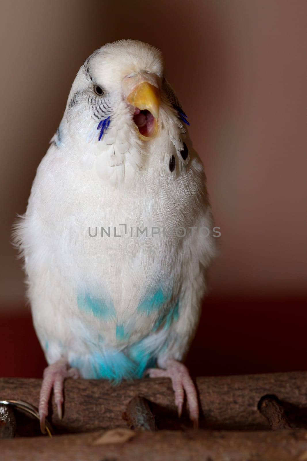 I'll sing you a song today