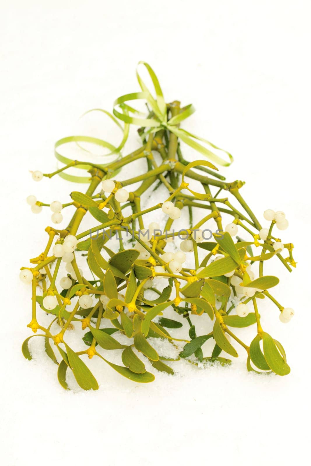 Mistletoe in the snow