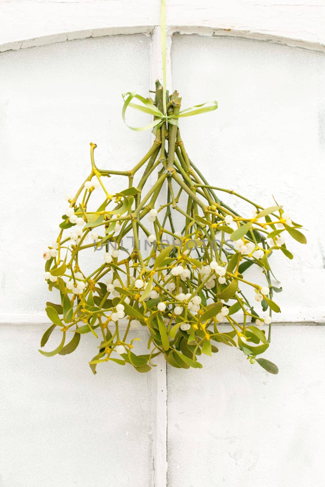 Mistletoe