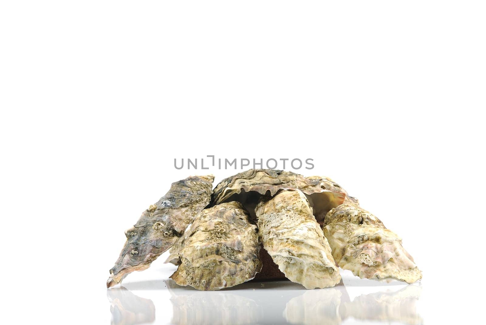 oysters