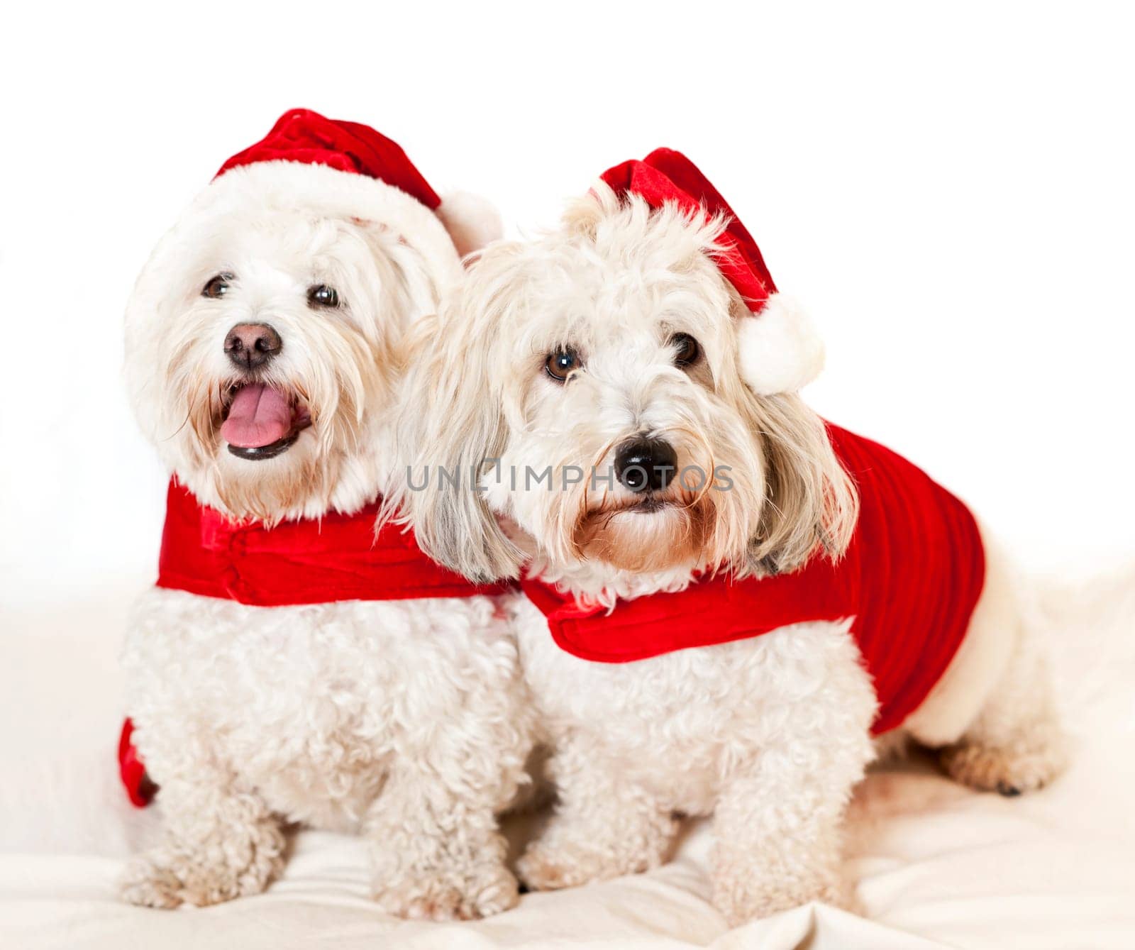 Two adorable coton de tulear dogs wearing santa costumes