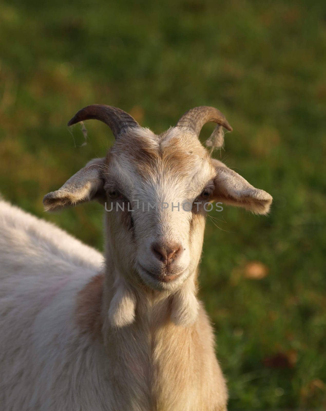 Goat
