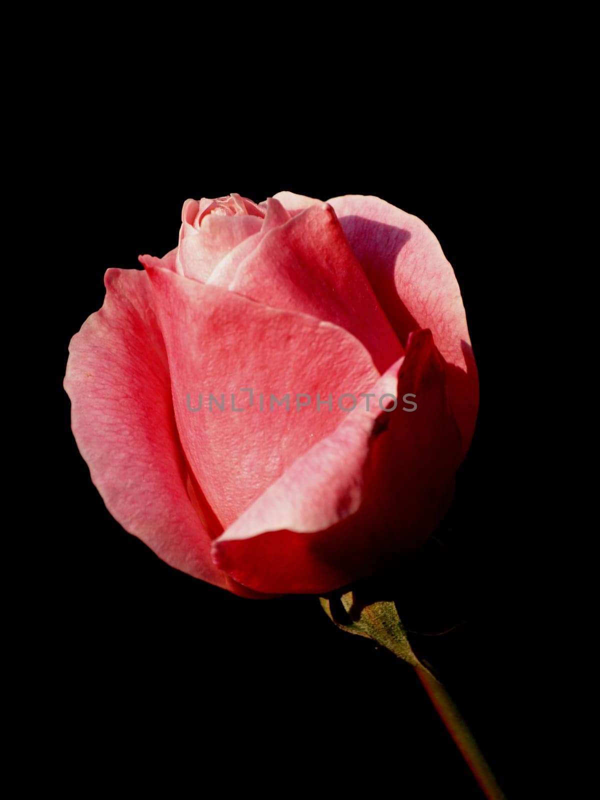 rose without hip without rosehip