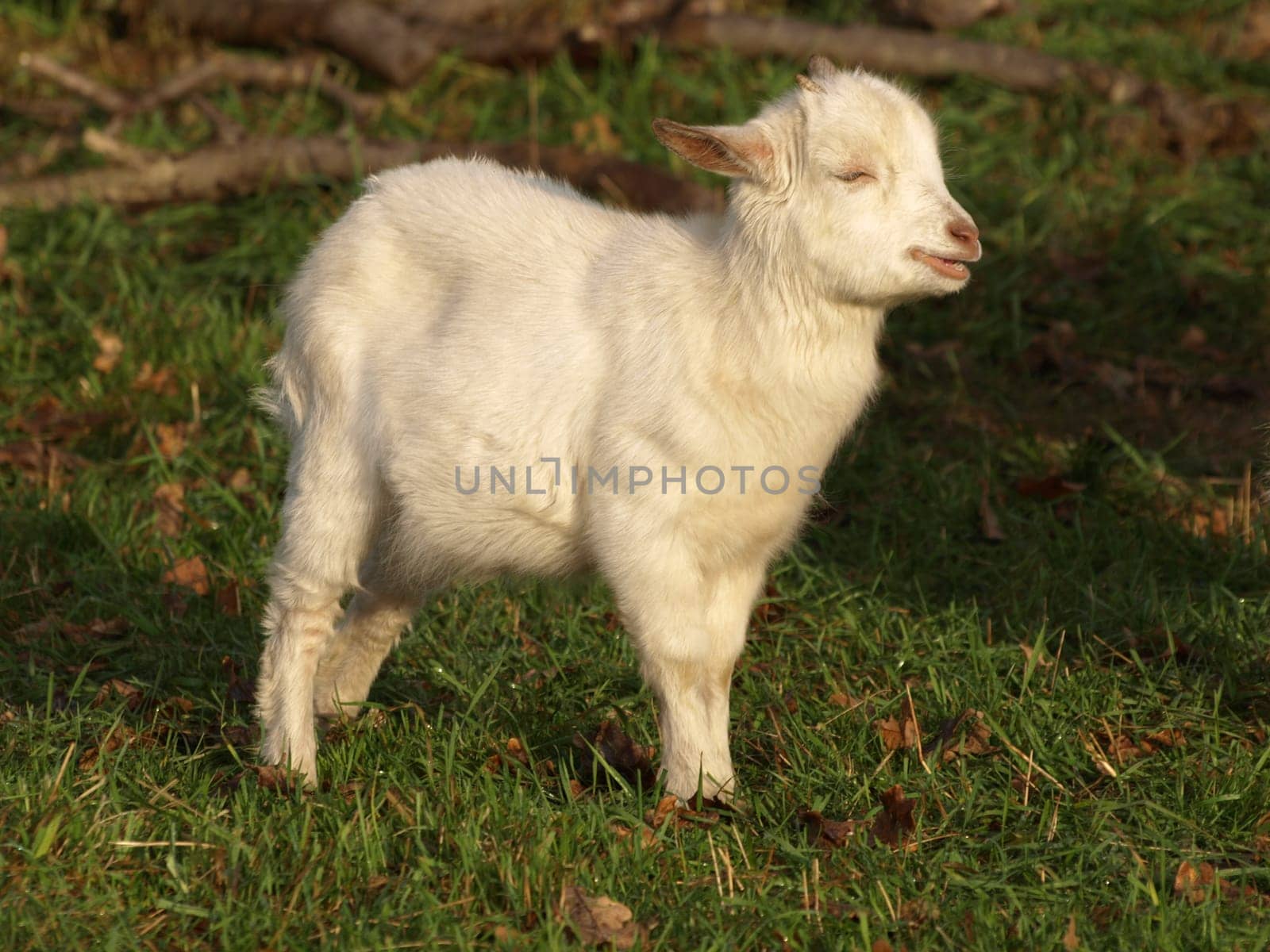 Little Goat