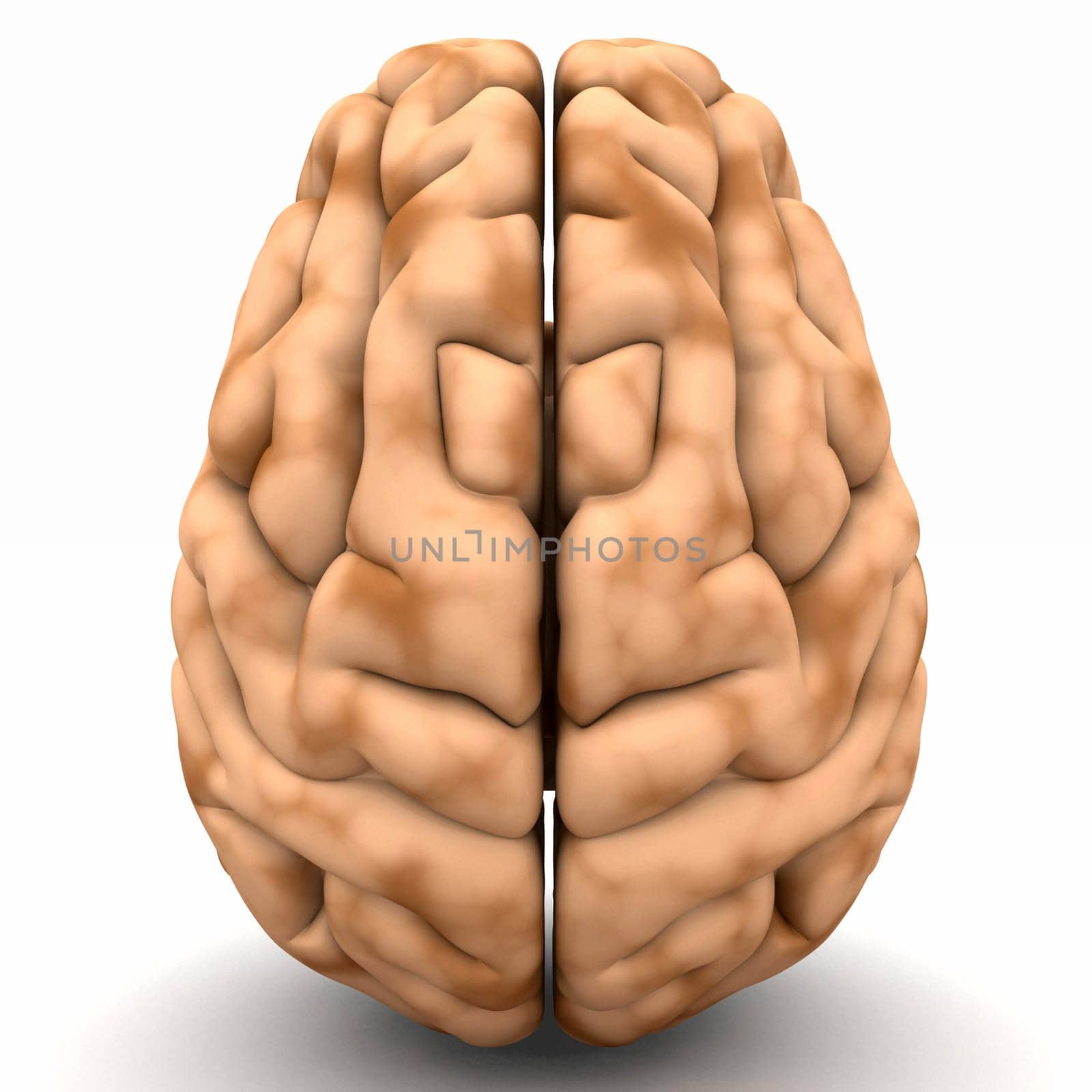 Brain - View from above