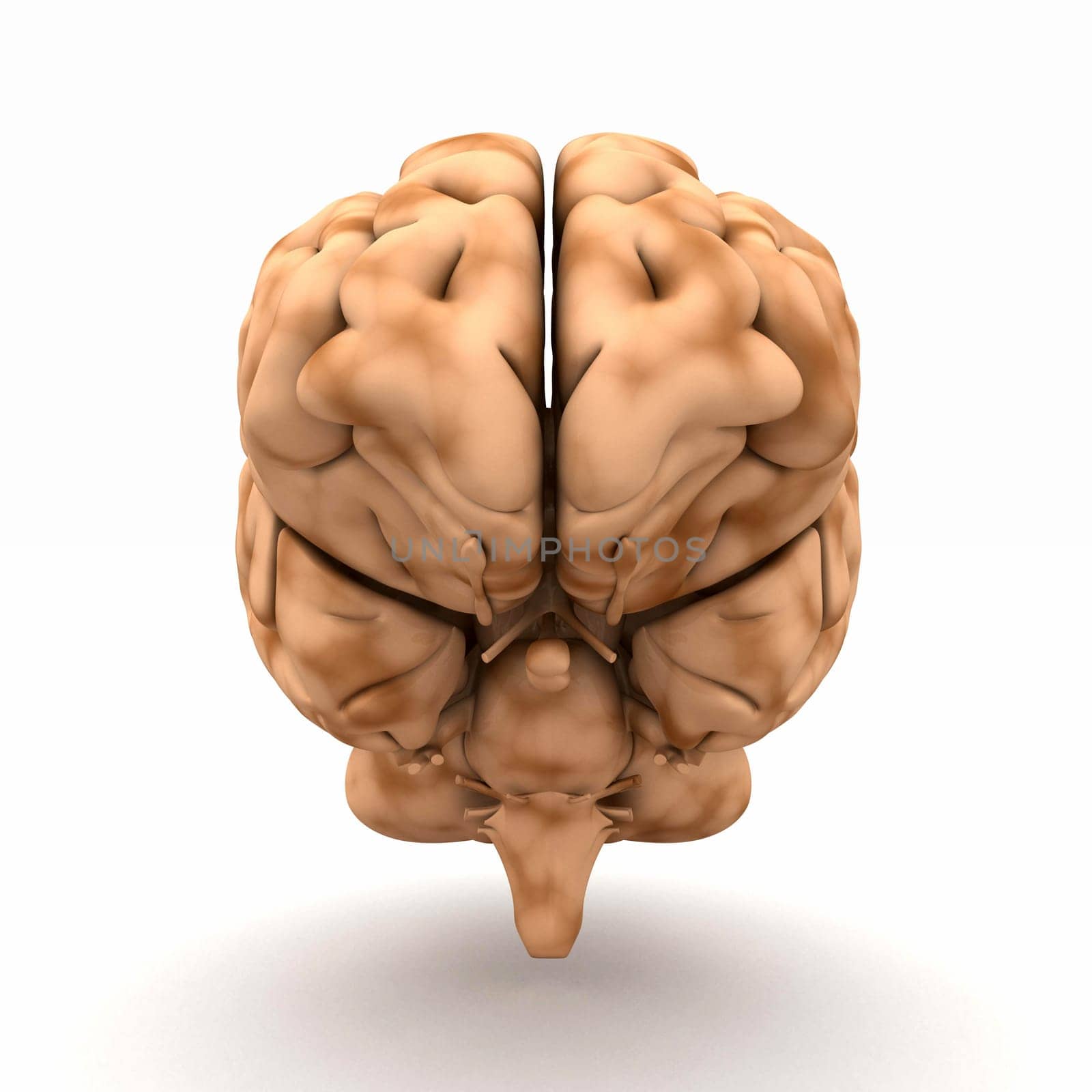 Brain - View from the front