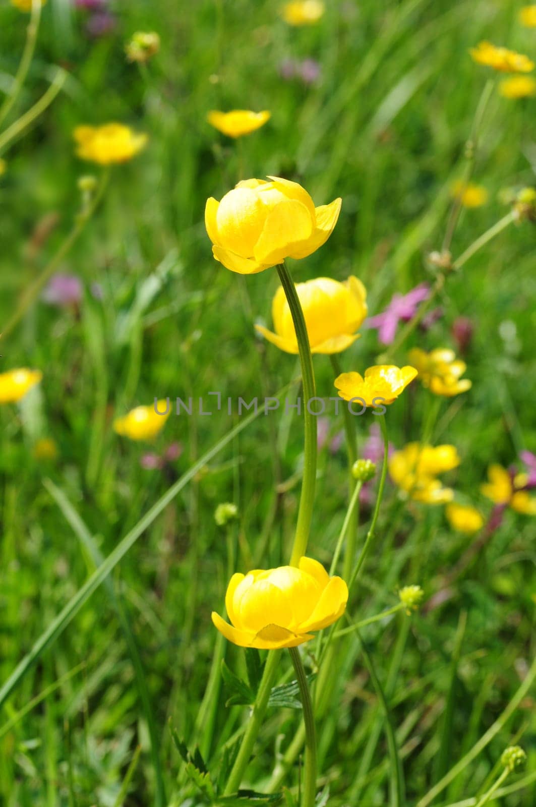 Troll Flowers