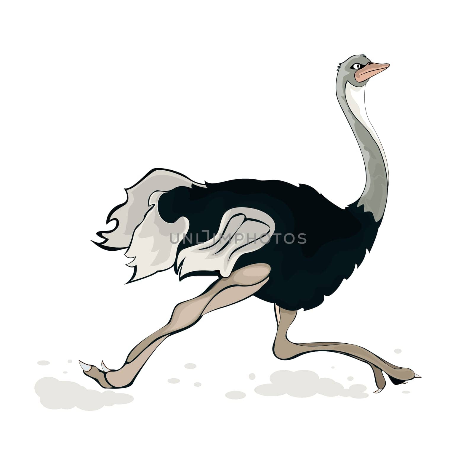 Running ostrich, isolated object over white background