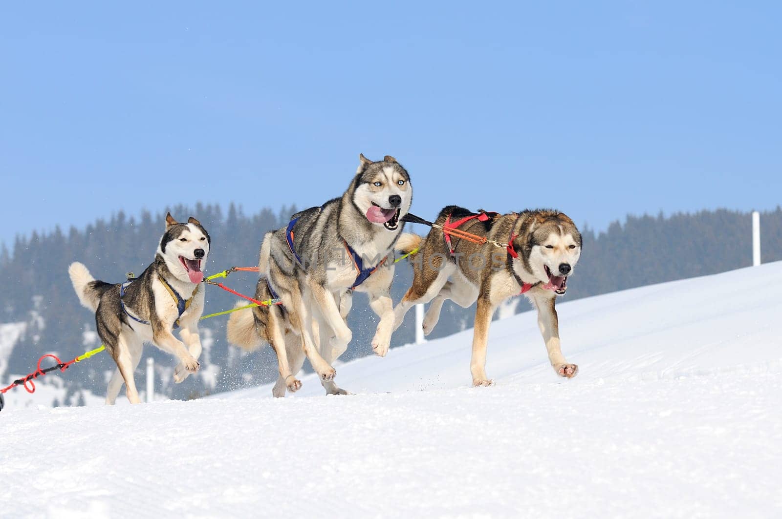 sportive dog team is running in the snow