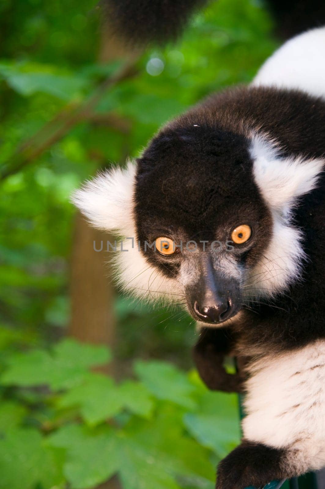 Head and shoulders shot of a black and white ruffian looking to the side against natural green background