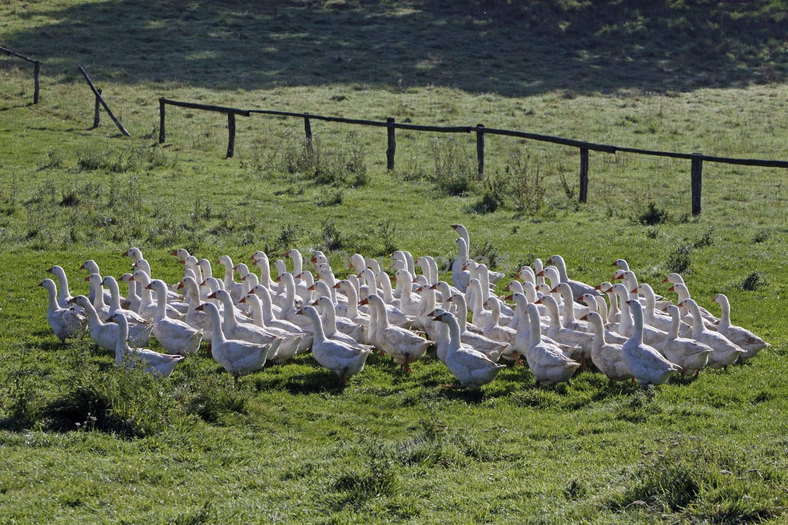Domestic geese in a meadow