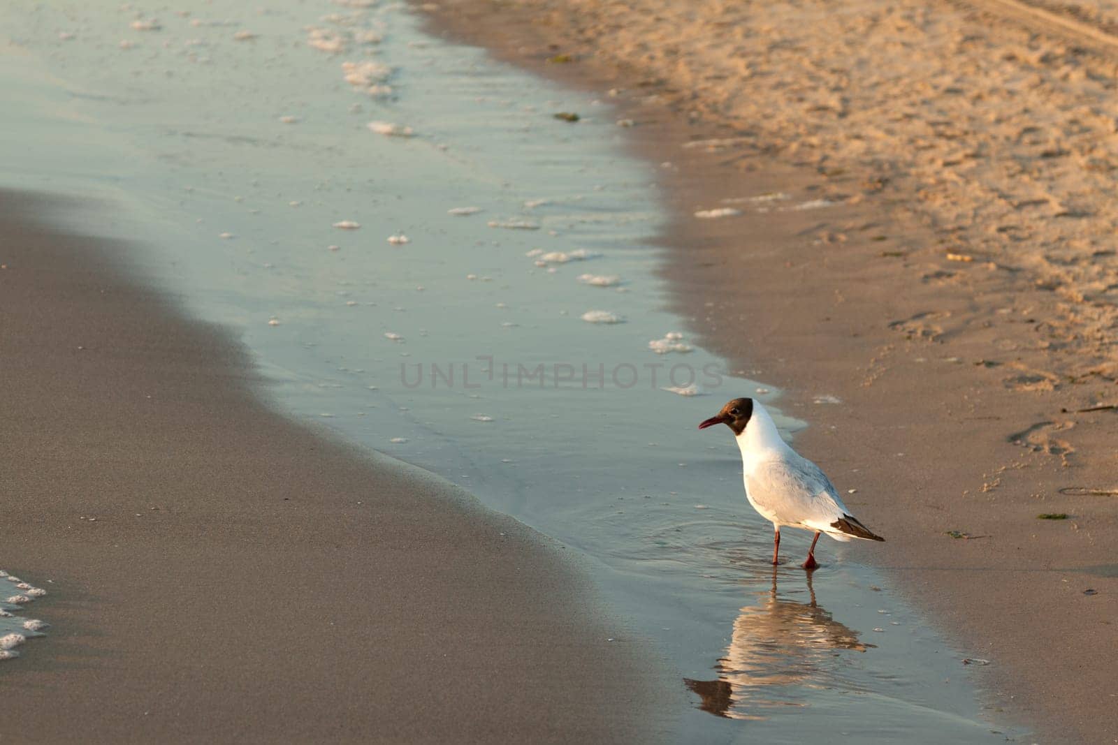 Seagull running in a puddle on the Baltic Sea beach