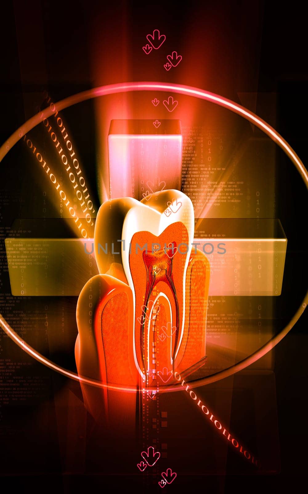 Digital illustration of teeth cross section in colour background