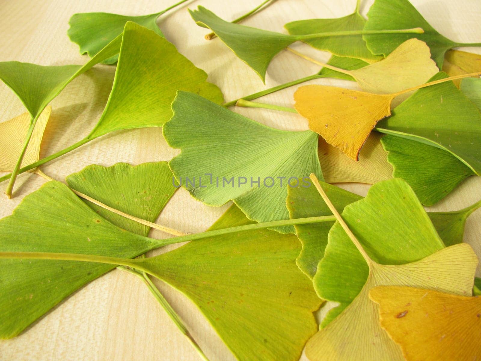 Ginkgo leaves