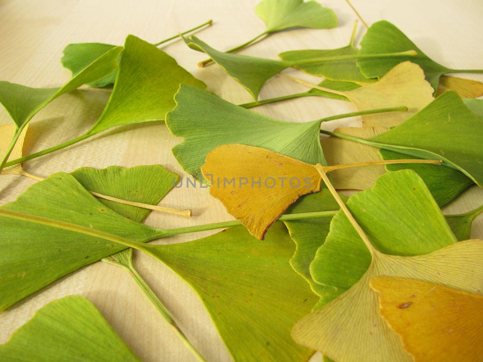 Ginkgo leaves