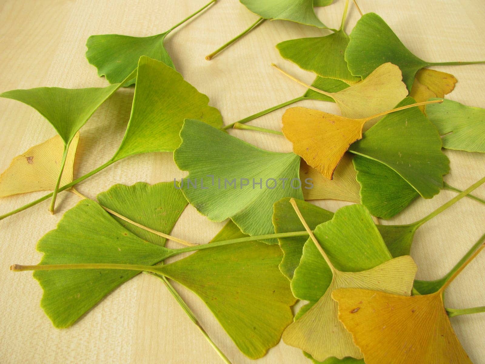 Ginkgo leaves