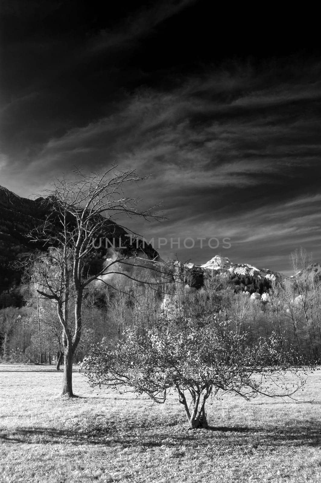 landscape of trees at mountain in infrared b&amp w