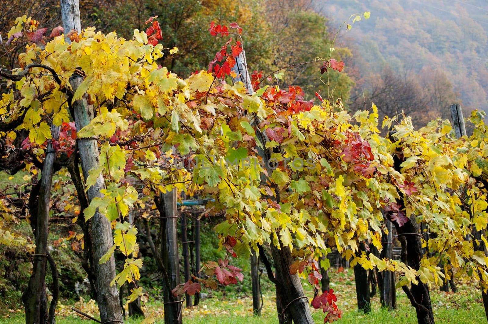 view of Rows of Grape Vines in autumn scene