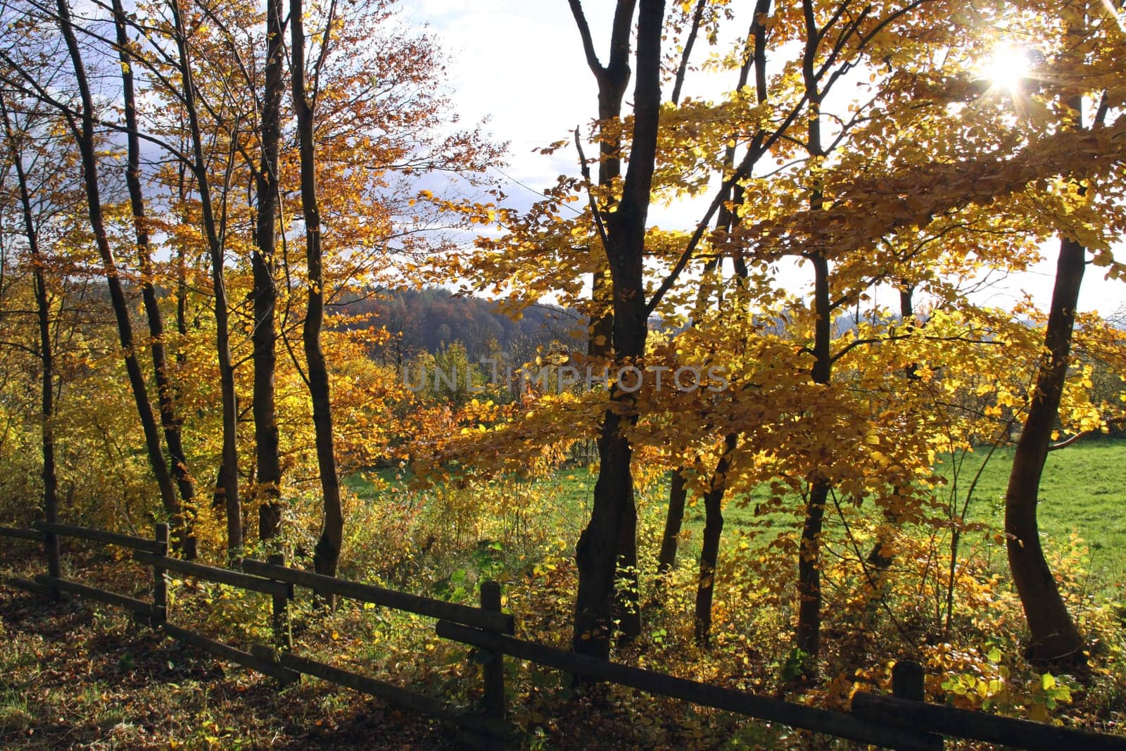 Autumn walk