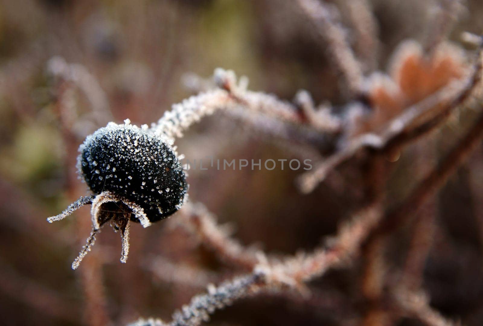 Rose hip