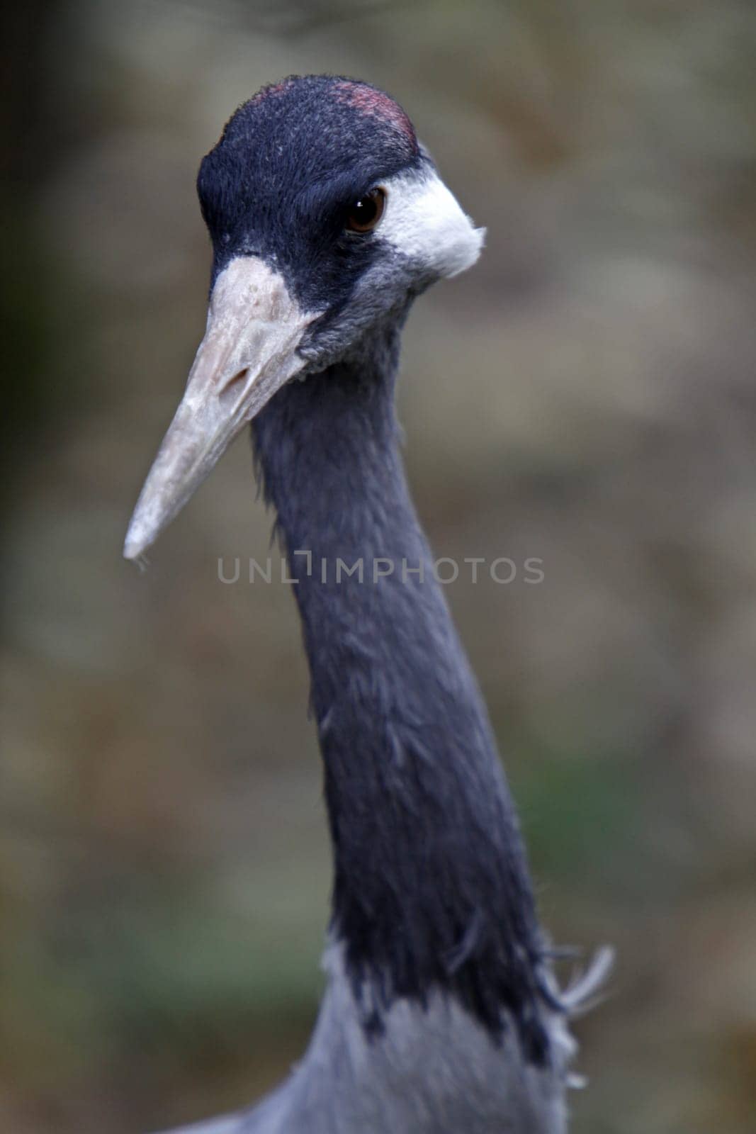 Common crane