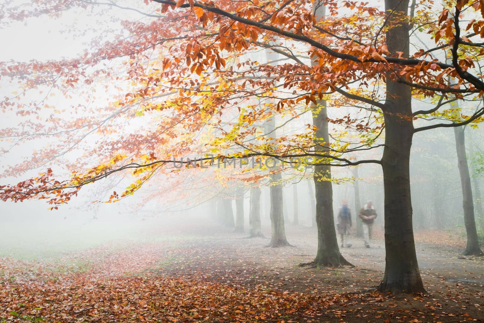 Beechtrees with brown and yellow leaves in dense fog in autumn