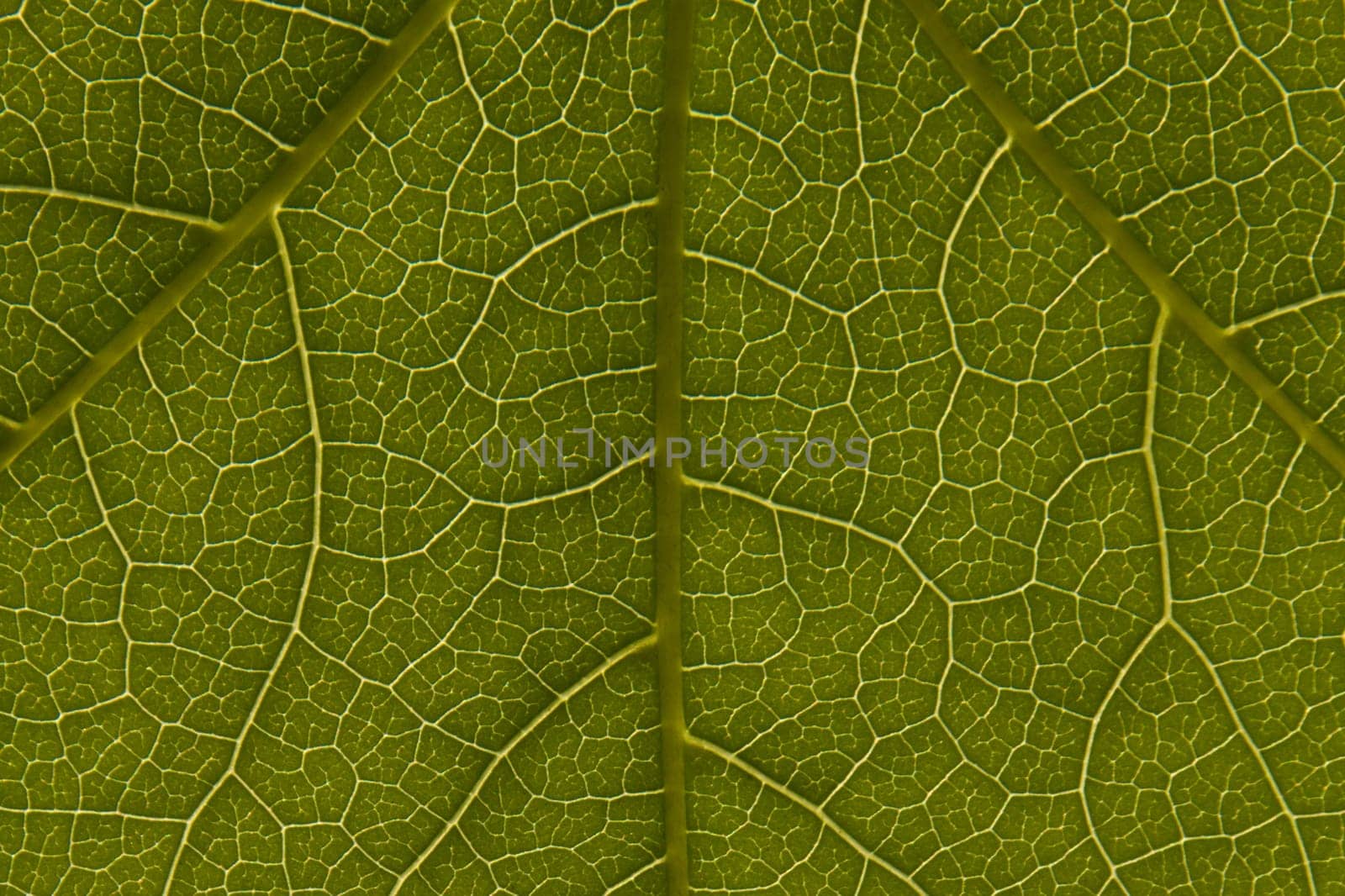 A close up of a green leaf showing its veined pattern