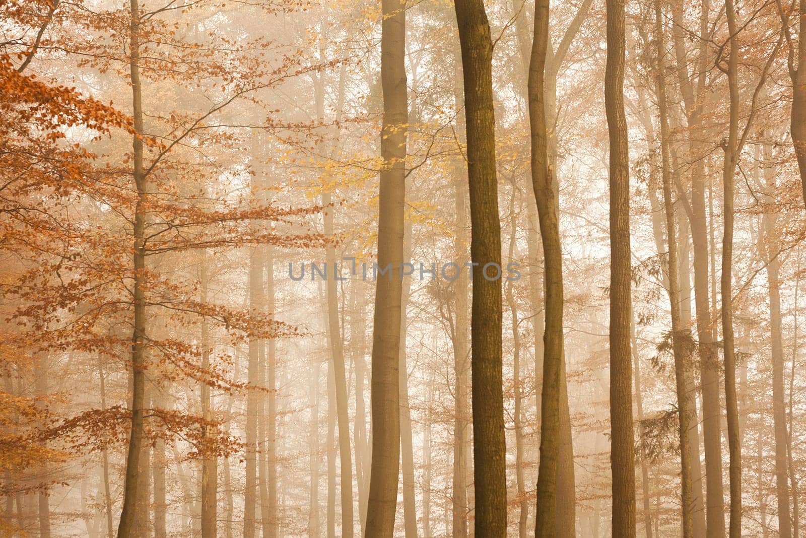 forest without cake without mushrooms without gras without aegeria