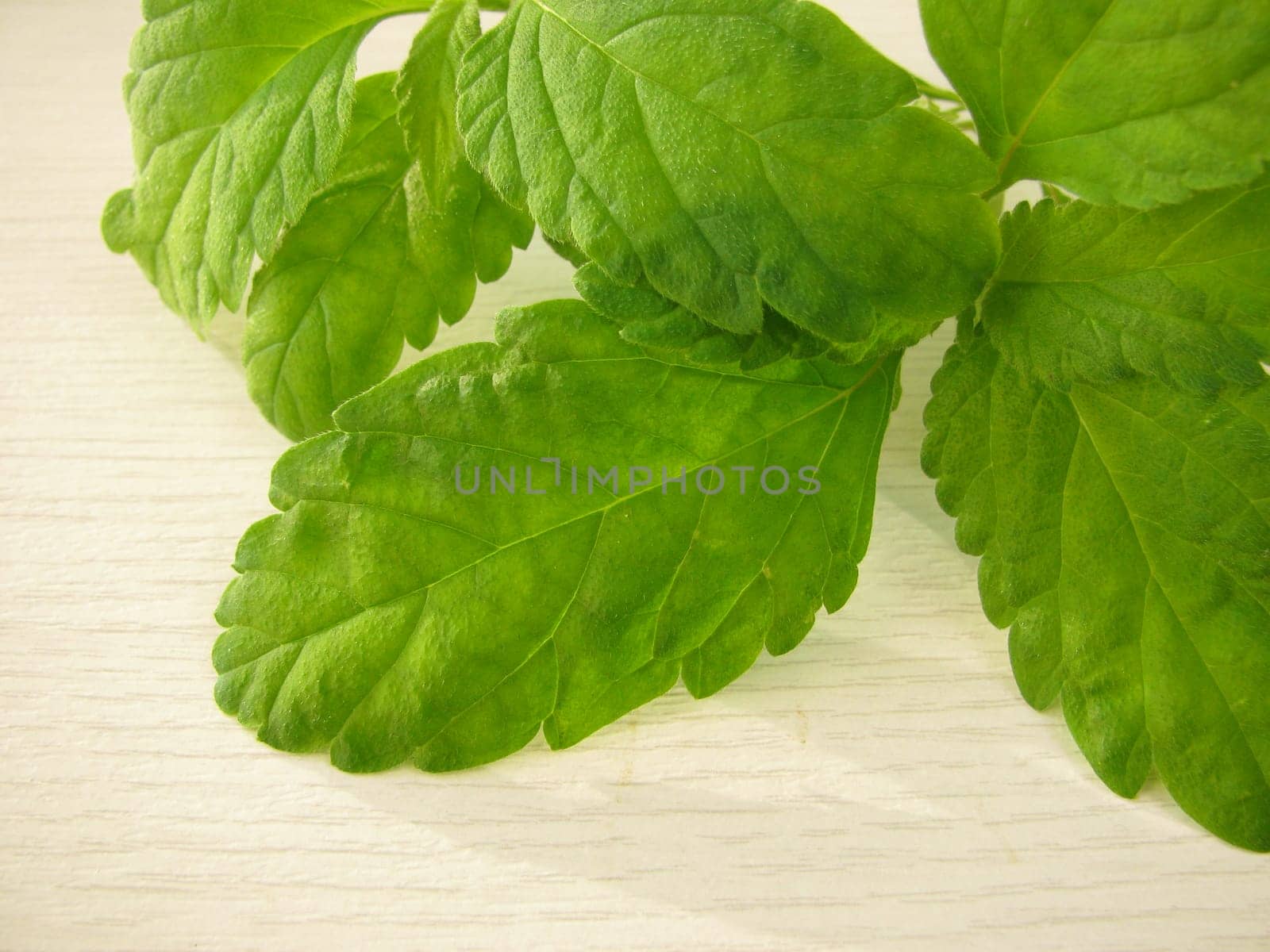 Aztec Sweet Herb