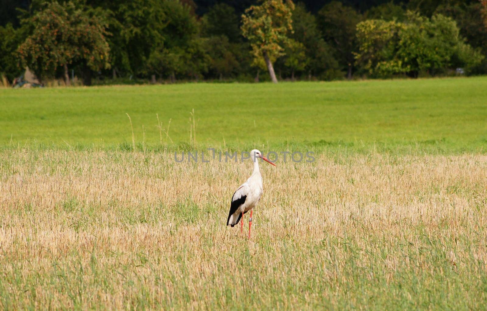 Strorch on the meadow