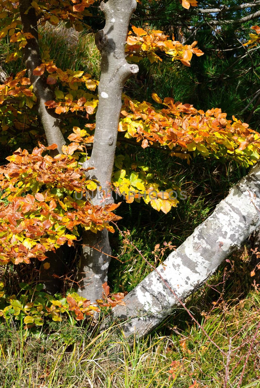 tree with autumn colors in italy