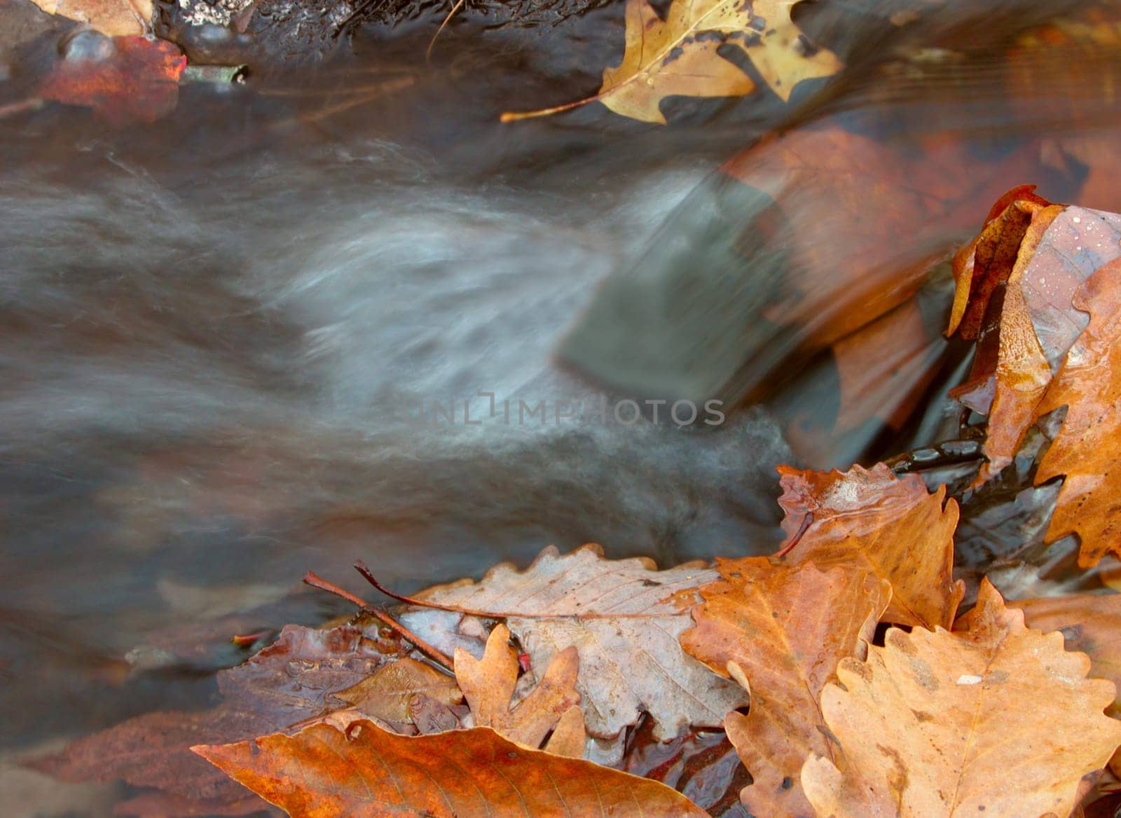 Leaves in and on the side of a stream near a small waterfall