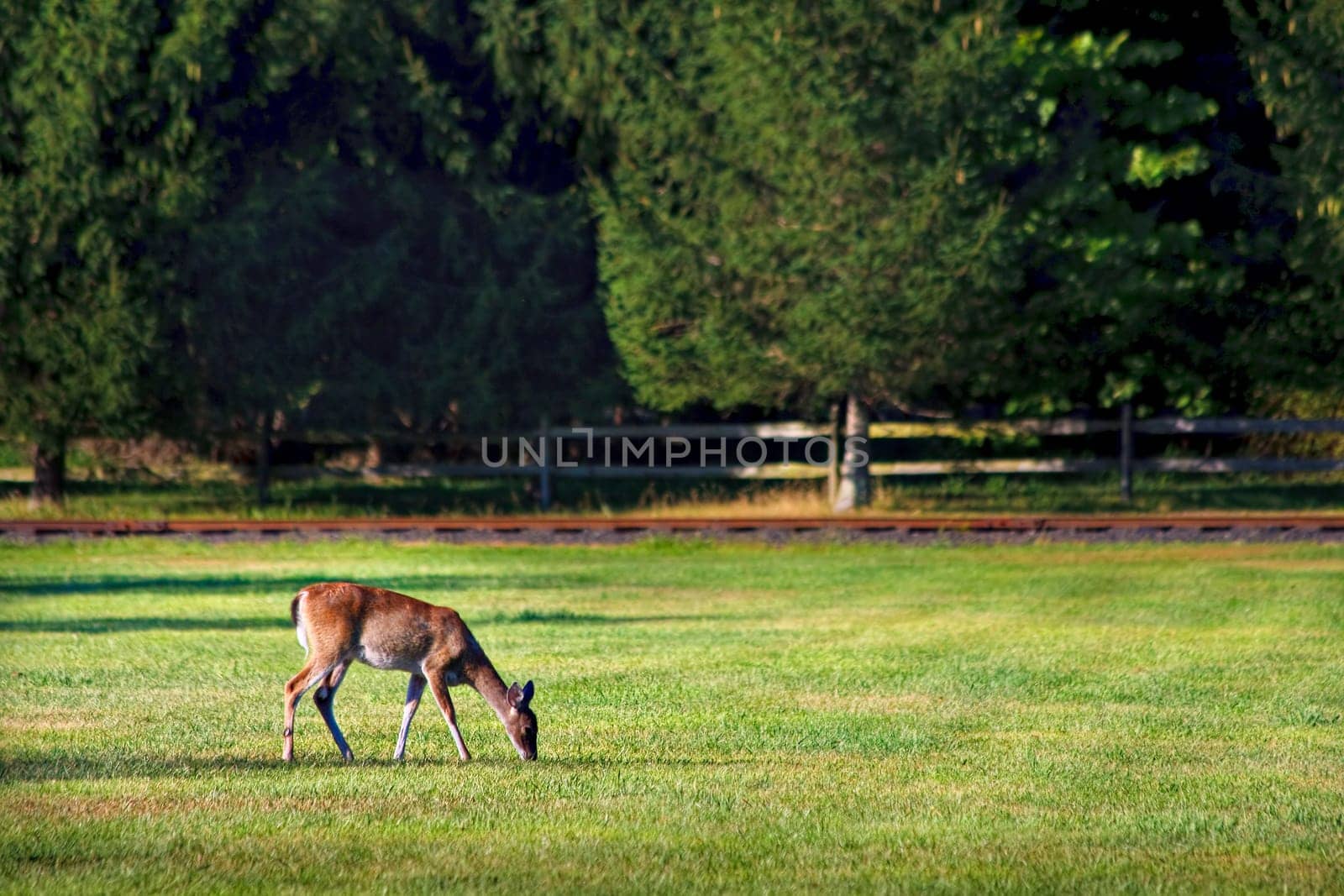 A deer grazing in a grass field