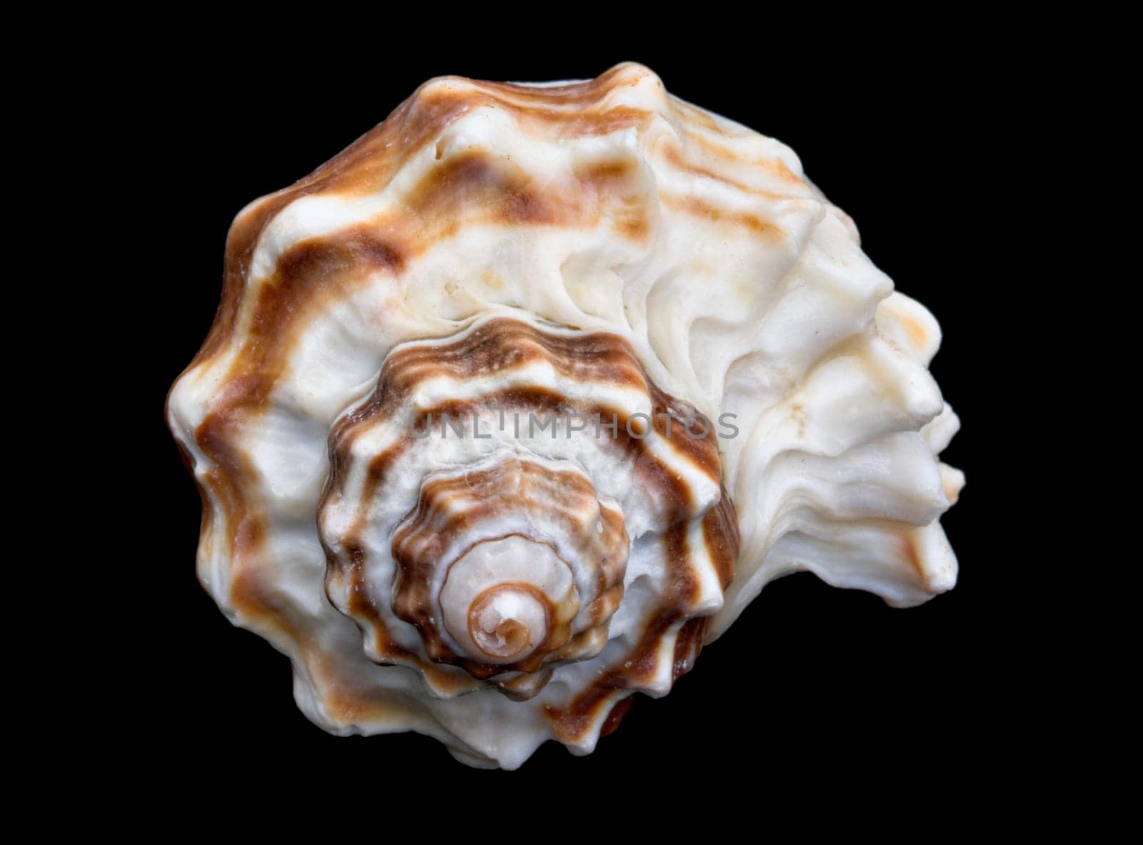 An isolated conch seashell over black. This is #7 in a series.