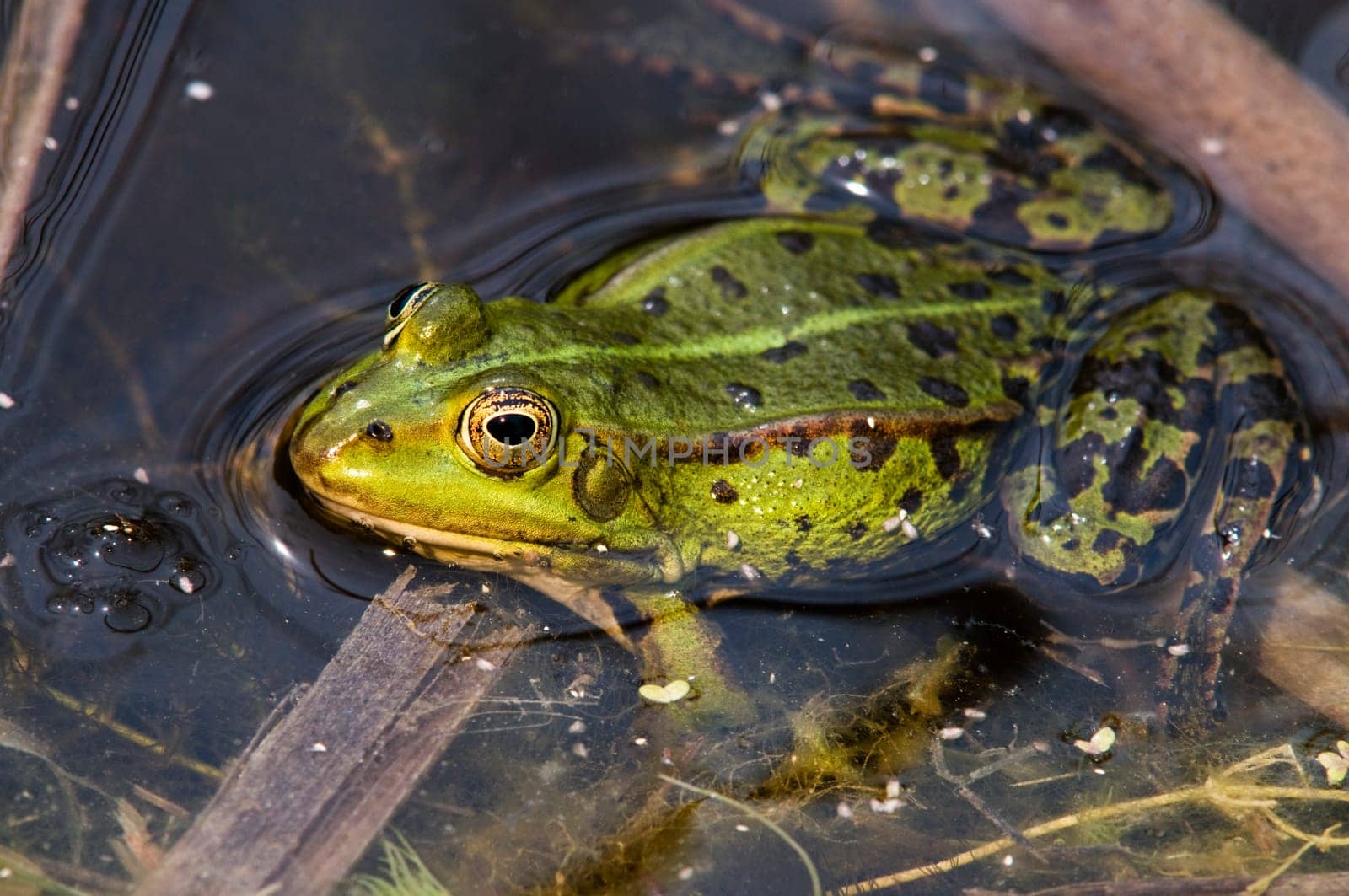 Close-up of a single water frog among reeds at sunset