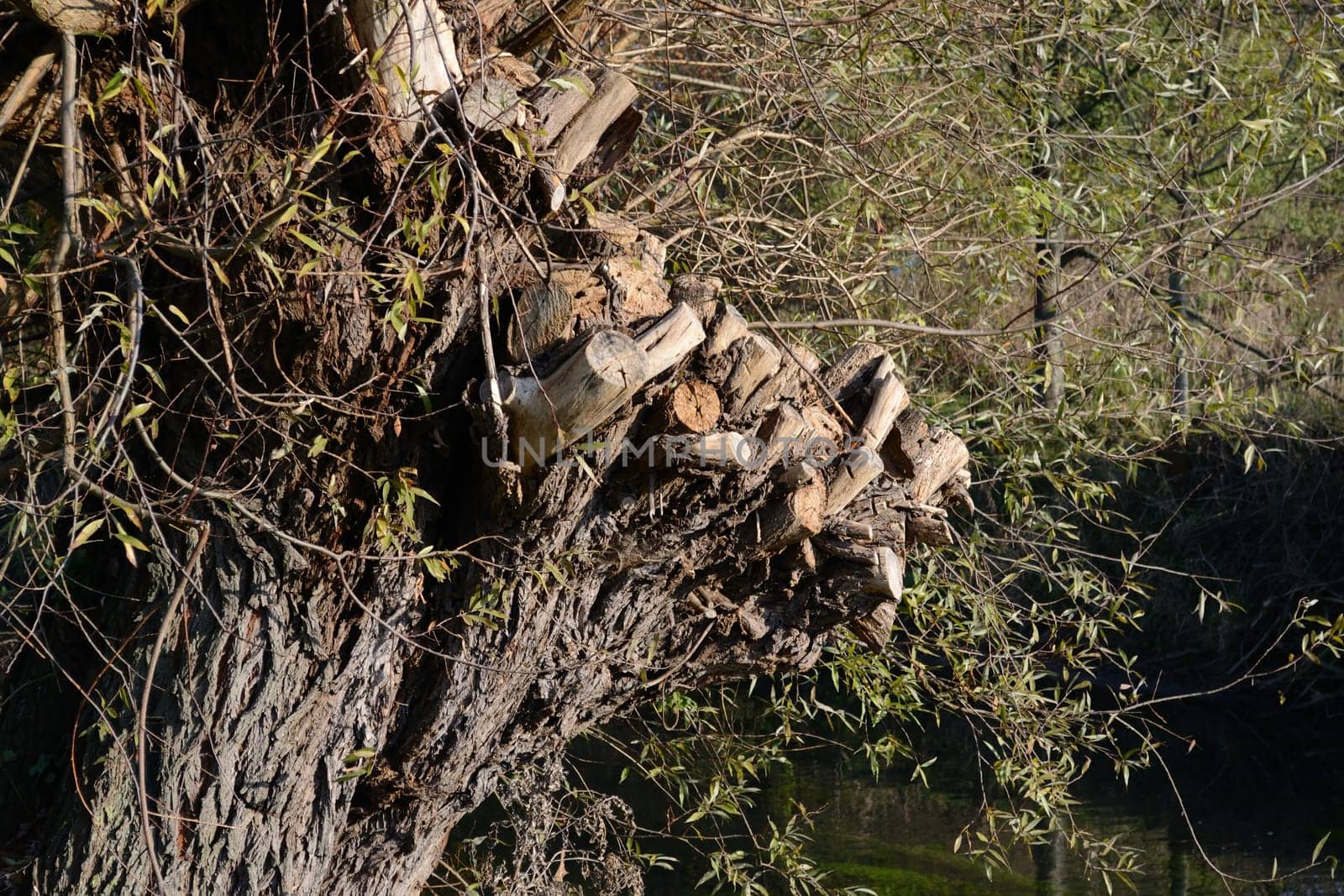 Pruning of a pollard willow