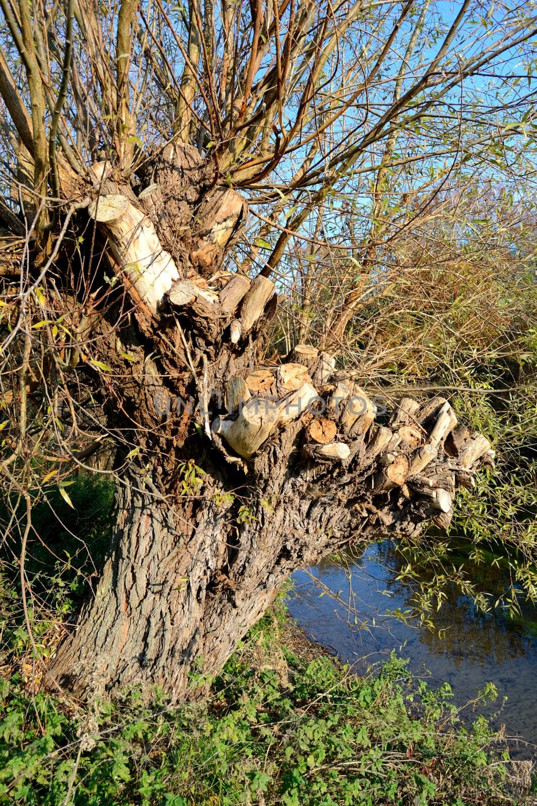 Capped pollard willow