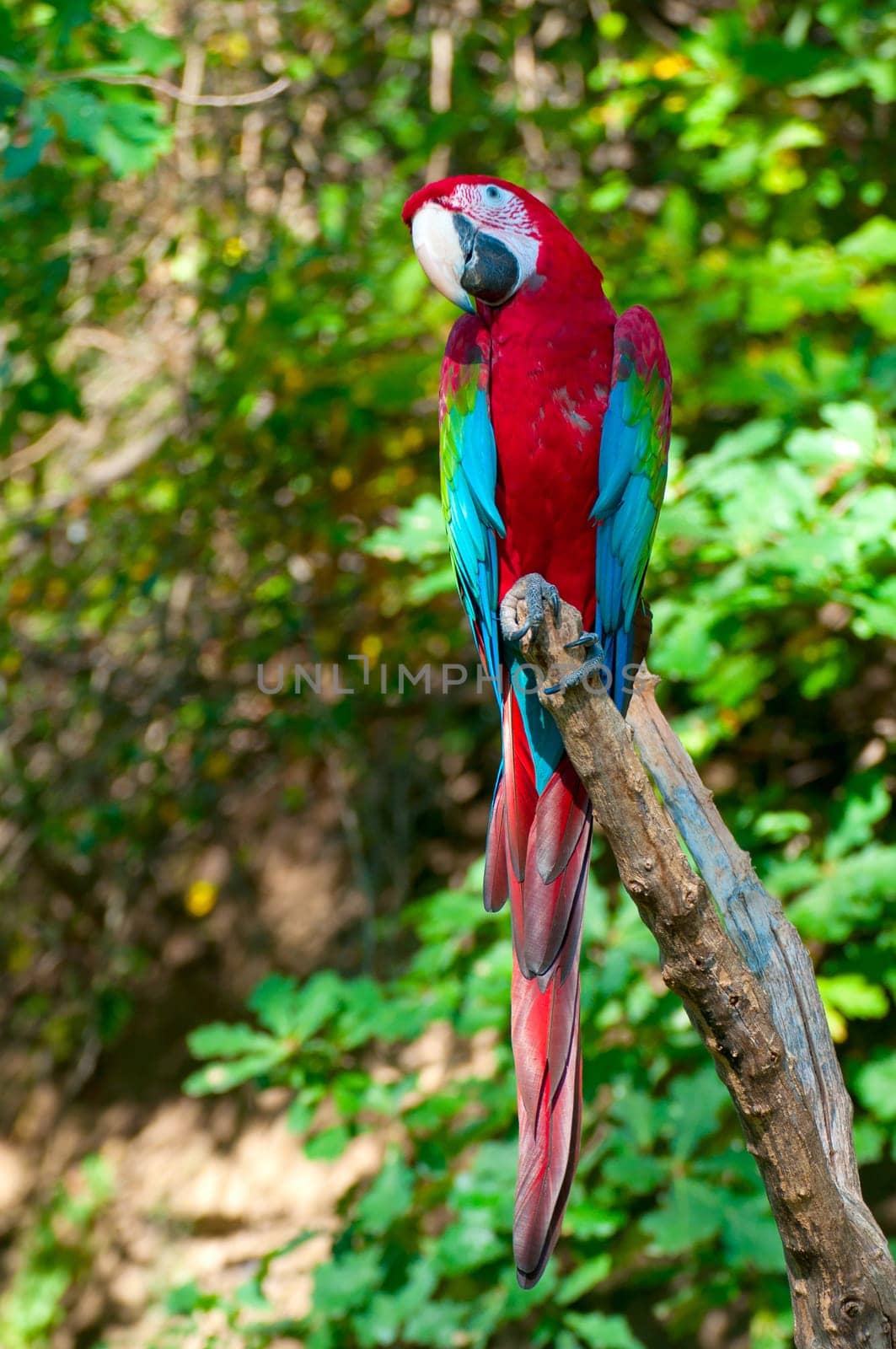 Red-and-green Macaw Parrot sitting on branch