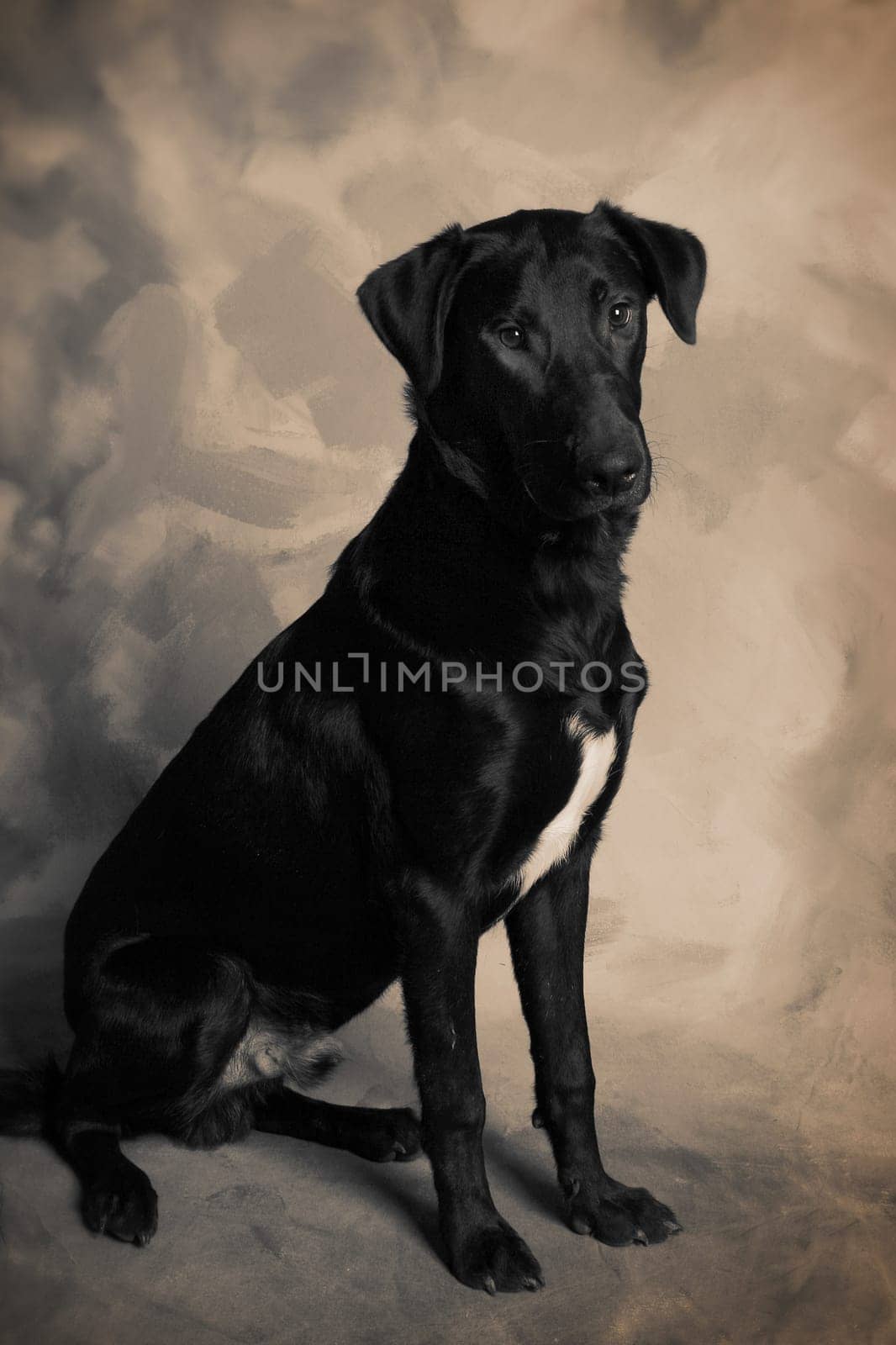 black labrador dog. portrait of pet animal