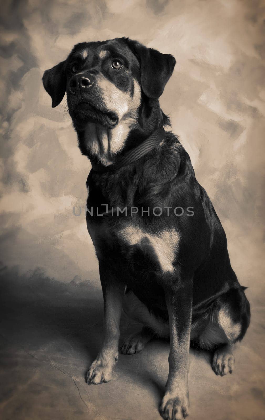 Dog Rottweiler or guard dog, portrait of pet animal