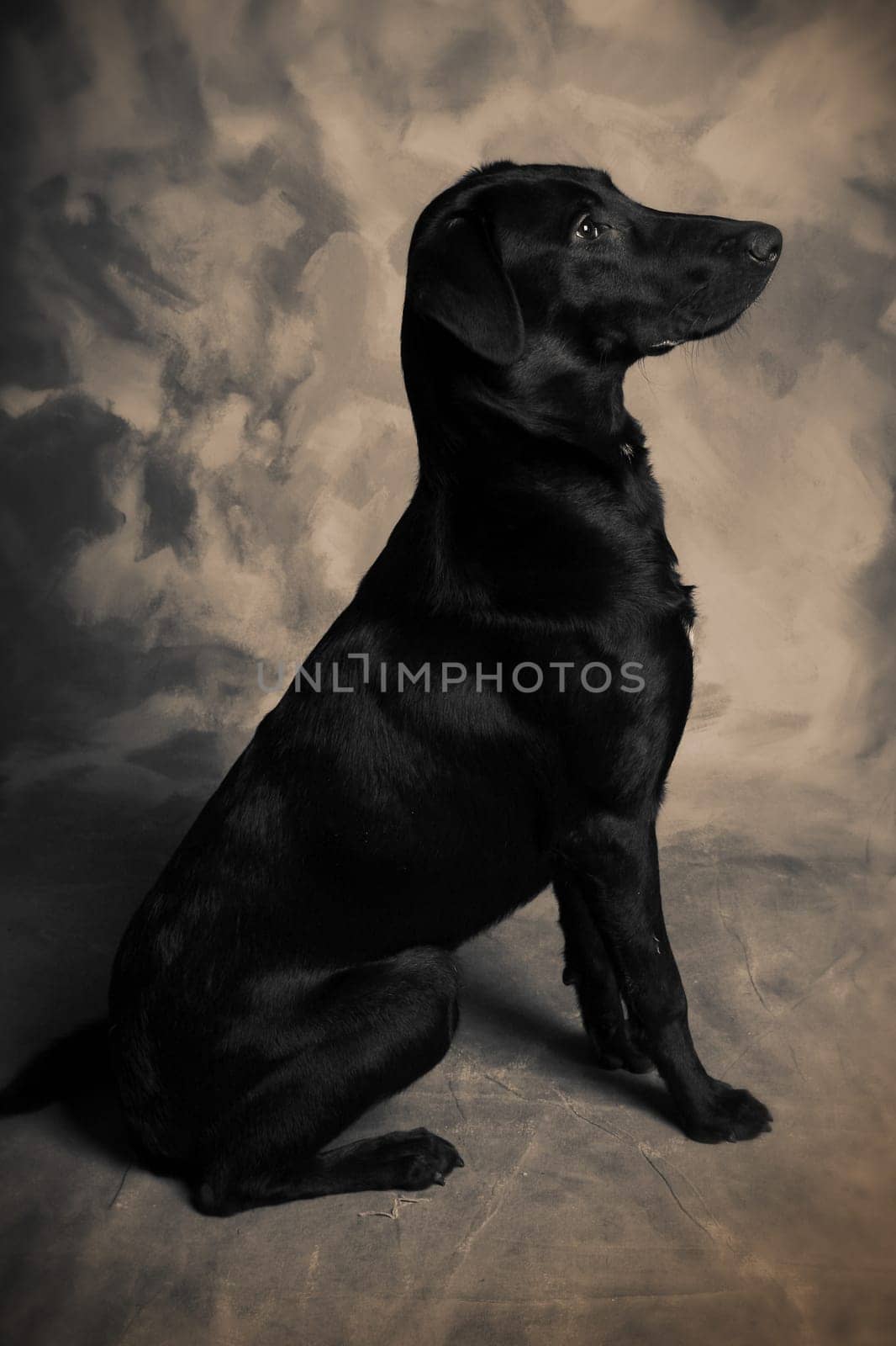 black labrador dog. portrait of pet animal