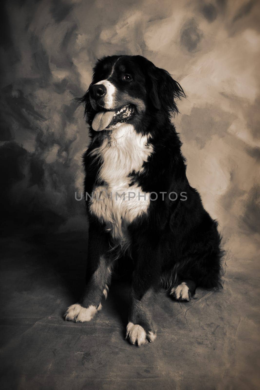 dog portrait of bernese or berner sennen herd dog