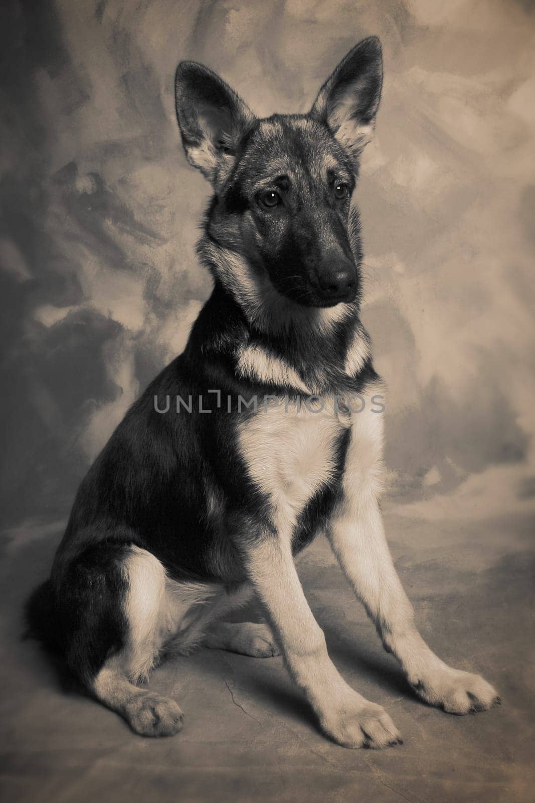 Dog portrait of german shepherd or guard dog