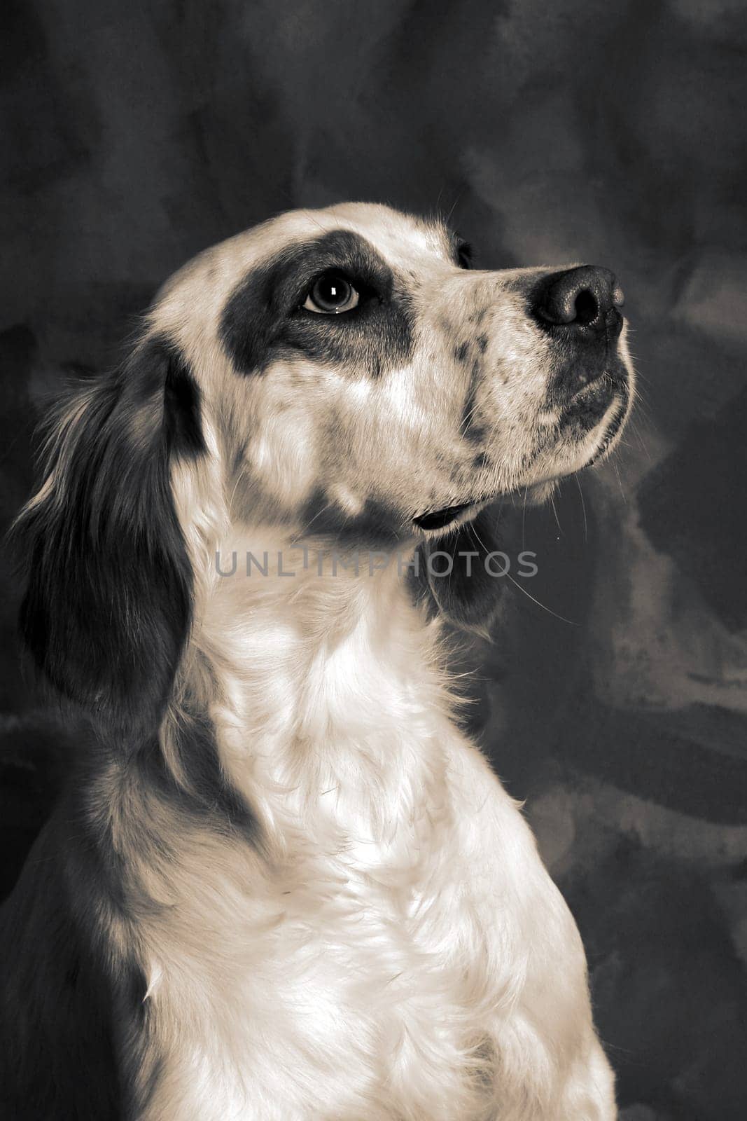 irish setter dog. pet animal portrait