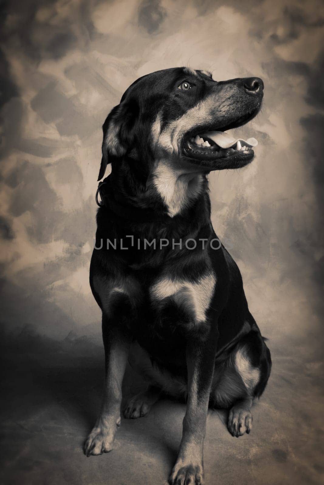 dog portrait of rottweiler or guard dog. Pet animal on brown background