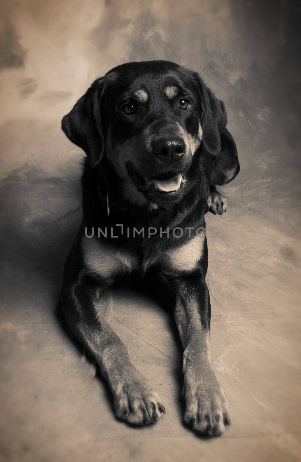 Dog Rottweiler or guard dog, portrait of pet animal